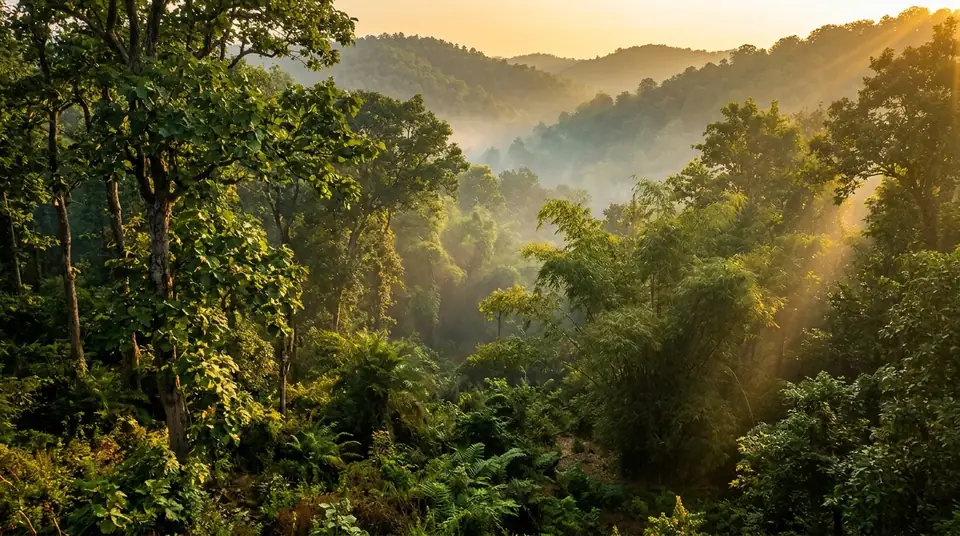 Lush Eastern Ghats forest ecosystem in Ganjam, Odisha